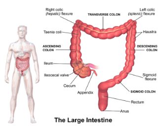 比較表：結腸と大腸の違い